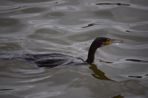 Great Cormorant