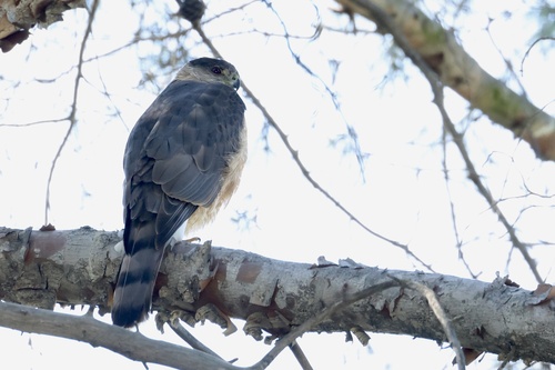 Cooper's Hawk