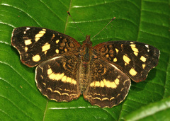 Anthanassa ptolyca