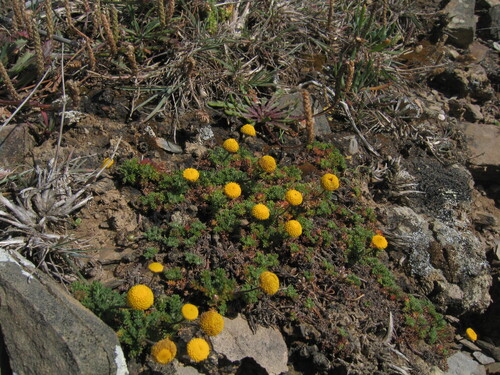 Roman Chamomile (Chamaemelum nobile)