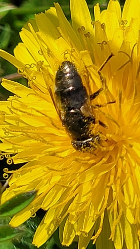 Unknown species found near West Minnehaha, Vancouver, WA, USA