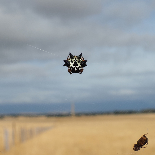 Christmas Jewel Spider photo 5