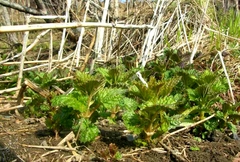 Urtica platyphylla