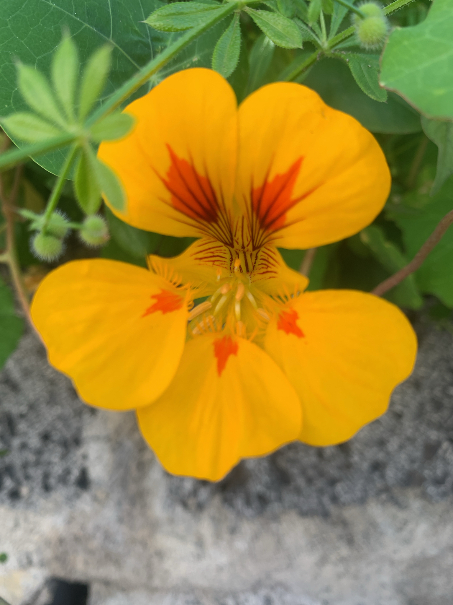 Naranjito