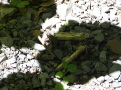 Apterodela unipunctata