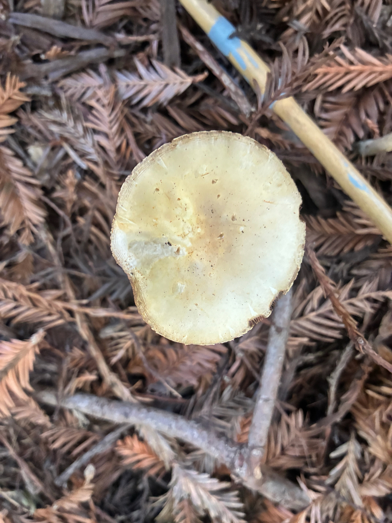 Agrocybe microspora