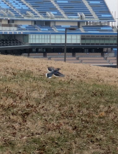 Blue Jay photographed in Kansas
