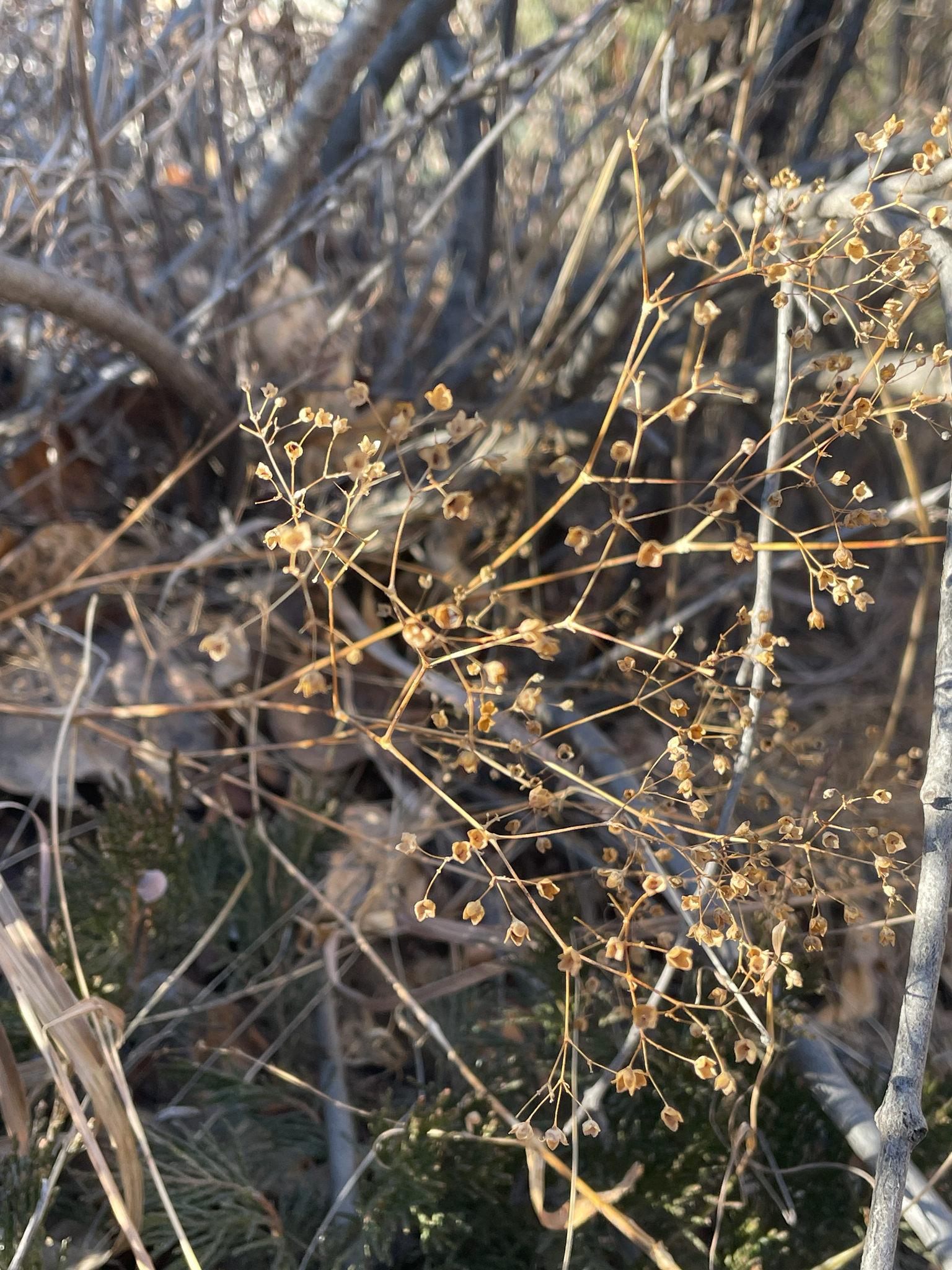 Šater Snowflake — foto