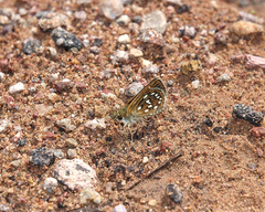Piruna aea
