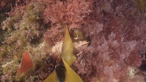 Glyptonotus antarcticus observed 2026-02-14