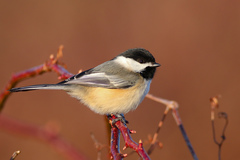 Black-Capped Chickadee photo 3