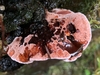 Fomitopsis rosea - Photo (c) parasitis_voracibus, some rights reserved (CC BY-NC), uploaded by parasitis_voracibus