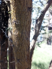 Vachellia farnesiana