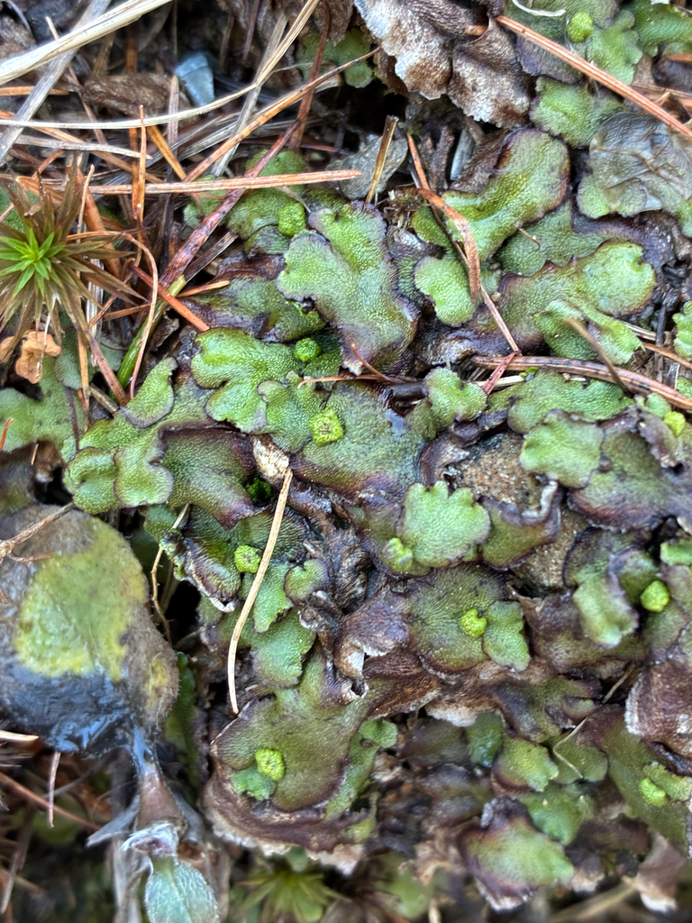 Shaded Primitives Hornwort (Marchantia quadrata Scop.) · Plant Atlas