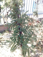 Vachellia farnesiana