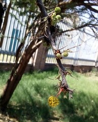 Vachellia farnesiana