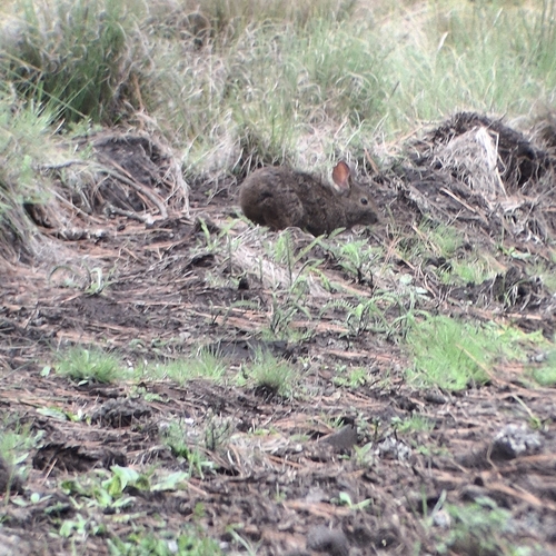Volcano Rabbit (Romerolagus diazi)