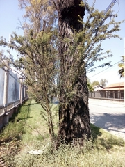 Vachellia farnesiana