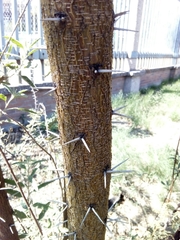 Vachellia farnesiana