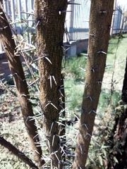 Vachellia farnesiana