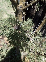 Vachellia farnesiana