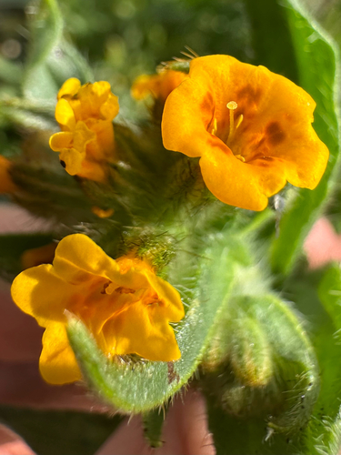 Douglas' fiddleneck (Amsinckia douglasiana)