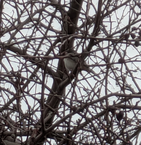 Dark-eyed Junco photographed in Kansas
