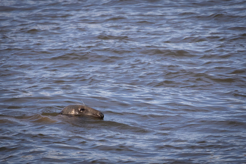 Gray Seal