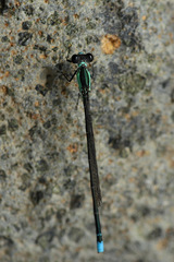 Nesobasis heteroneura