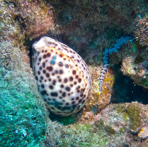 Cypraea tigris observed 2026-03-01