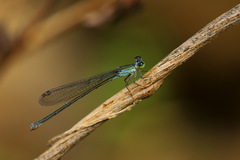 Nesobasis heteroneura