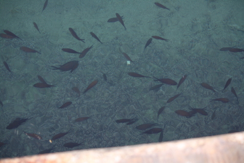 Chromis chromis