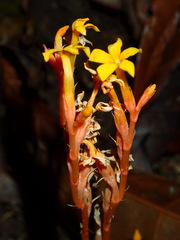 Voyria aurantiaca