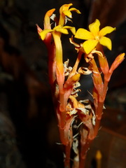 Voyria aurantiaca