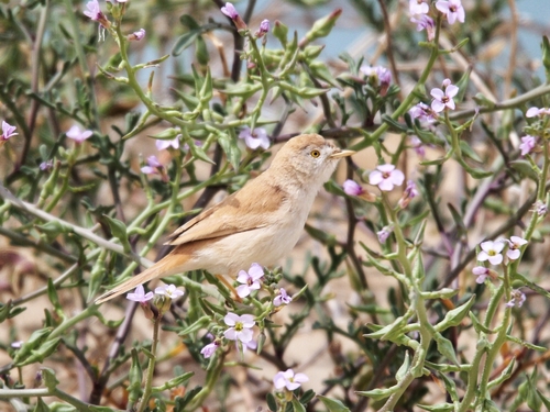 Curruca sahariana (Curruca deserti)