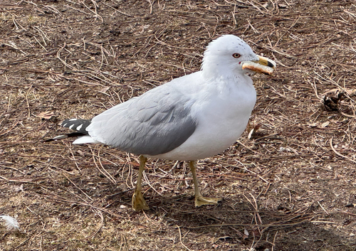 Ring-billed Gull