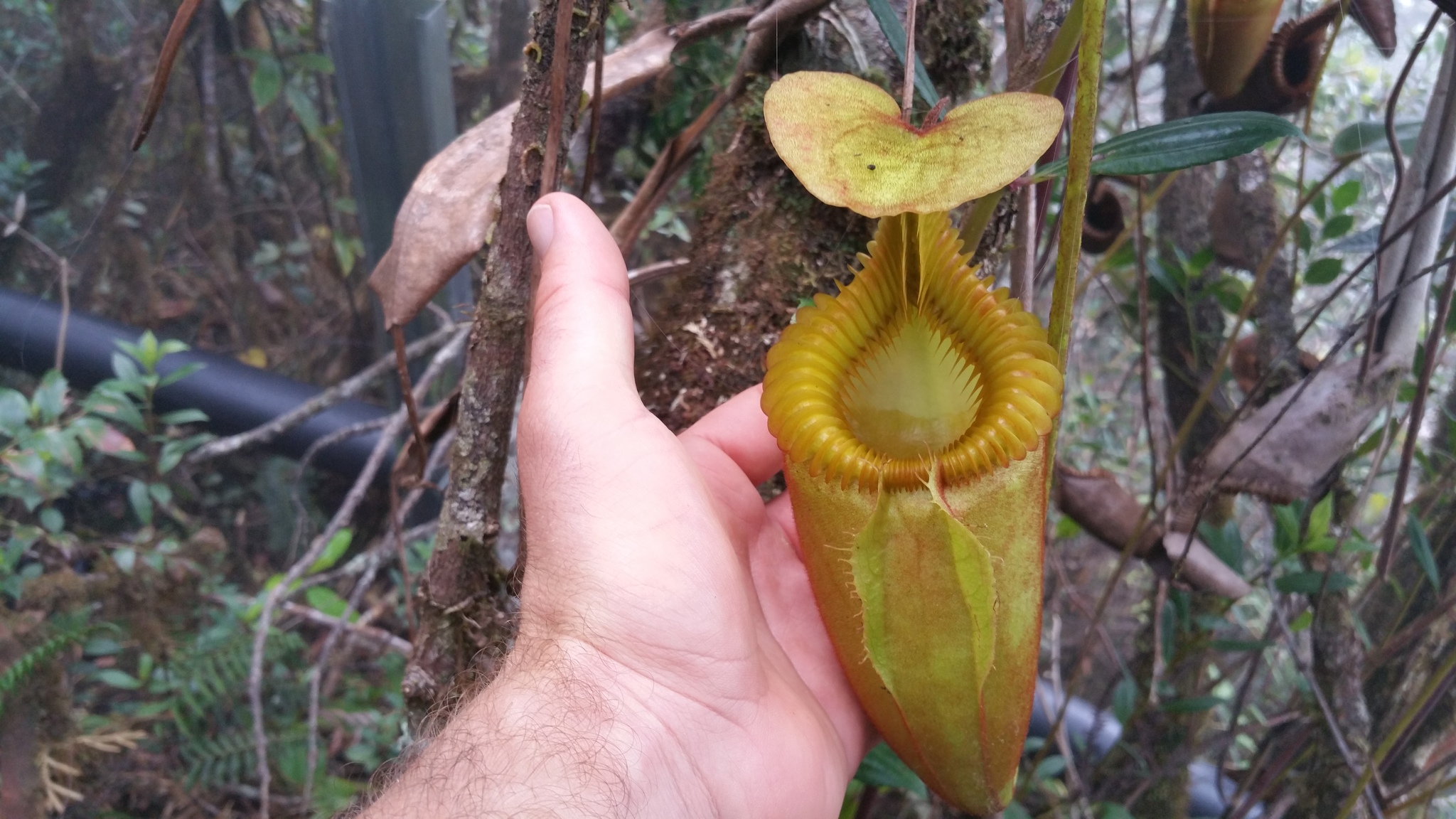 nepenthes villosa