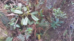 Nepenthes villosa