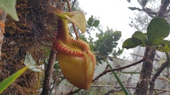 Nepenthes villosa