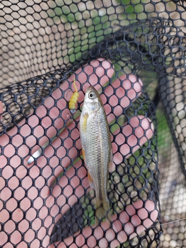 South European roach (Sarmarutilus rubilio) — Cyprinidae