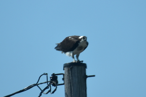 Osprey