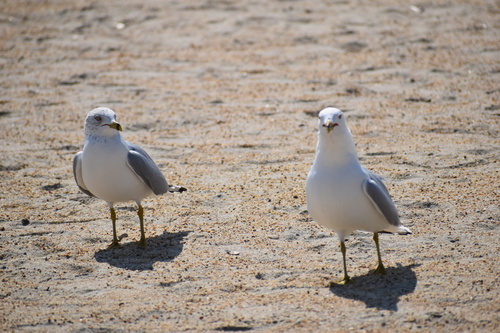 Ring-billed Gull