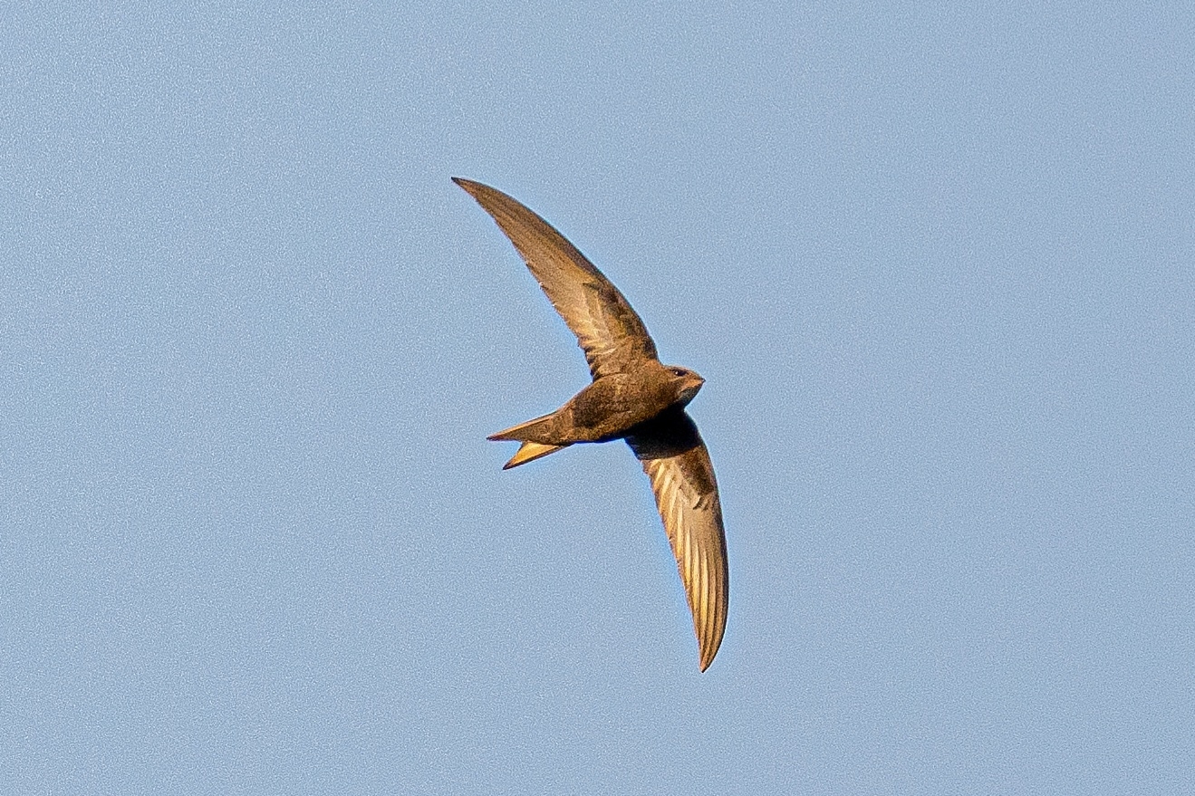 Apus apus (Linnaeus, 1758)