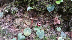 Corybas pictus