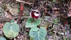 Corybas pictus