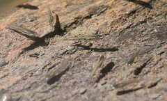 Cnesterodon decemmaculatus