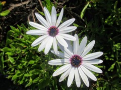 Dimorphotheca ecklonis