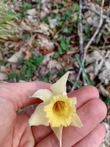 Pale-flowered Daffodil (Narcissus pallidiflorus)