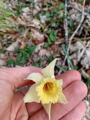 Narcissus pallidiflorus