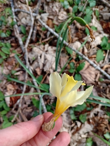 Narcissus pallidiflorus, photograph 1